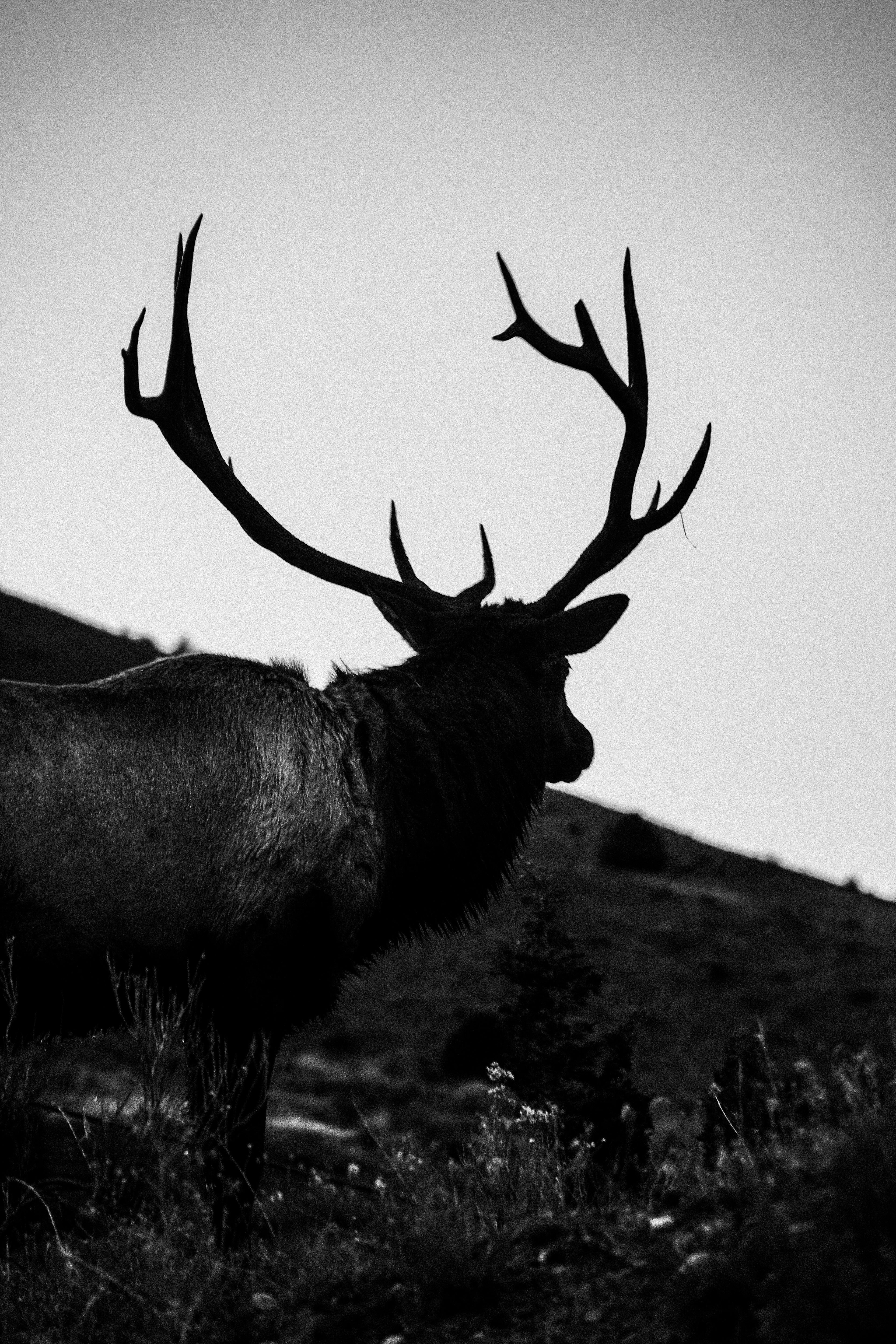 Yellowstone Elk
