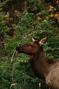 Banff Elk