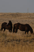 Wild Horses
