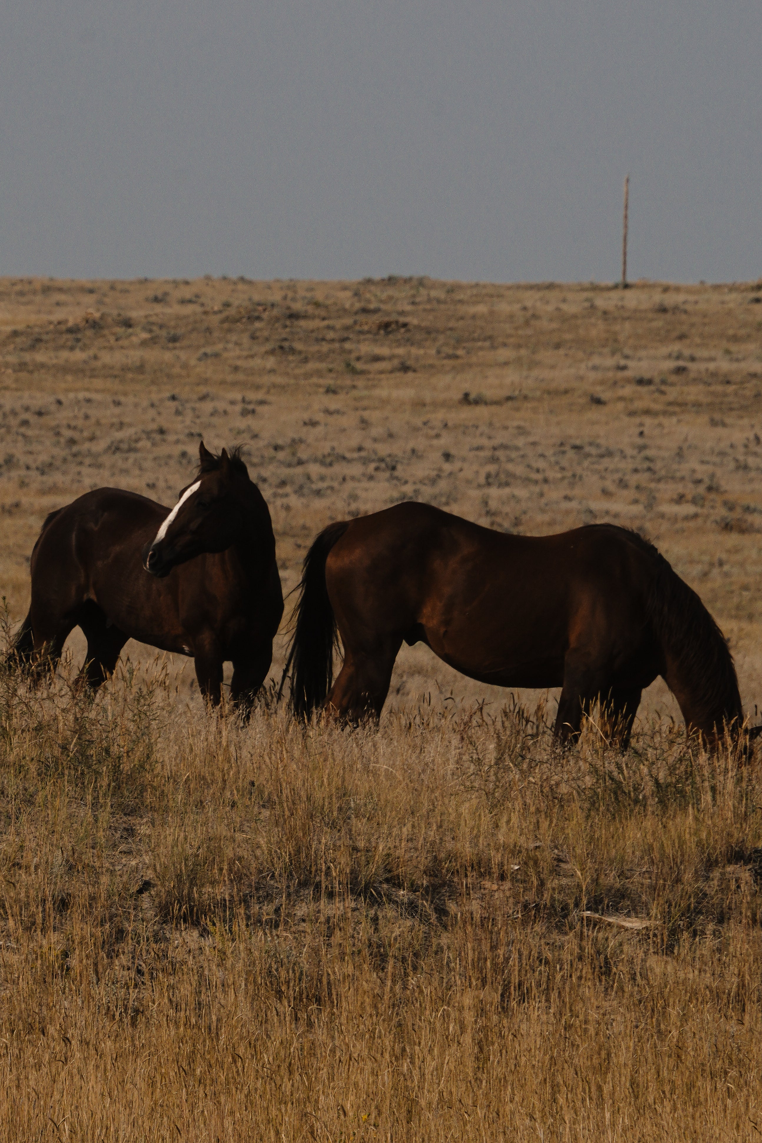 Wild Horses