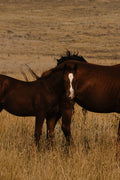 Wild Horses Two